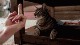 e85c691e507f01a4ba402d9858415669b6db8d92ae3f5-gEBQR7_fw580.gif