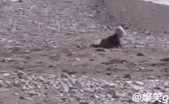 untitled(2).gif